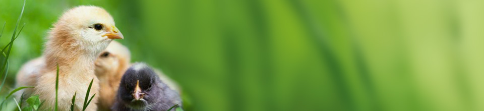 Banner 1